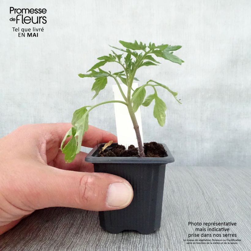 Pomodoro Variegato/Multicolore Rosa da Berna (piante) Vasetto da 7/8 cm esemplare consegnato in primavera