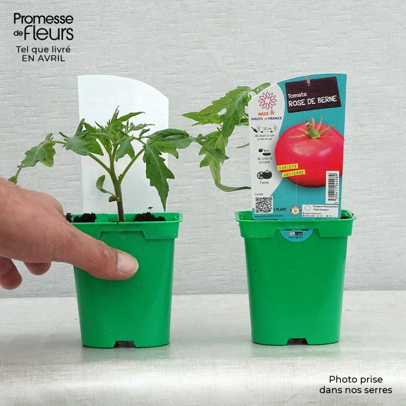 Pomodoro Variegato/Multicolore Rosa da Berna (piante) Vaso da Ø 10 cm/11 cm esemplare consegnato in primavera