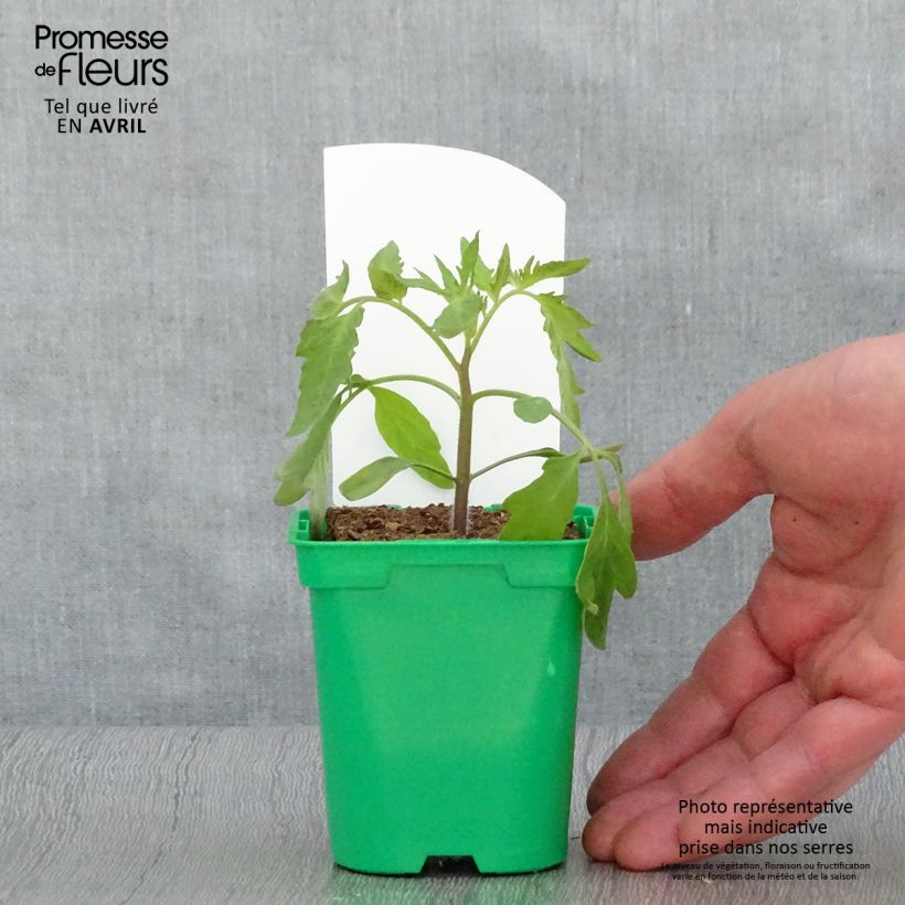 Pomodoro cuore di bue/Beefsteak Russo rosso (piante) Vaso da Ø 10 cm/11 cm esemplare consegnato in primavera