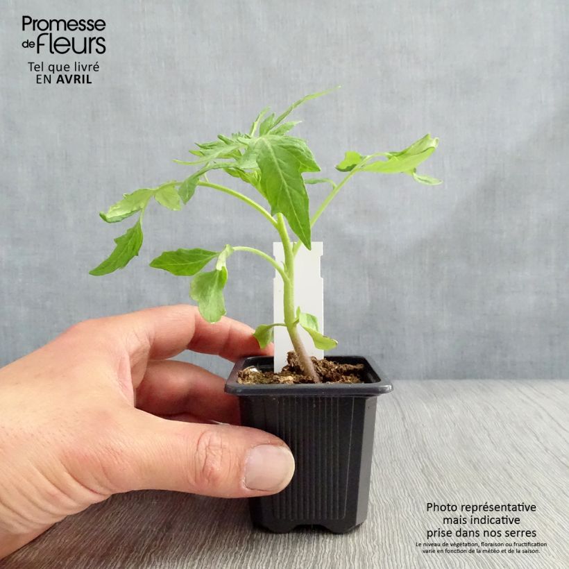 Pomodoro Saint-Pierre Vasetto da 7/8 cm esemplare consegnato in inverno