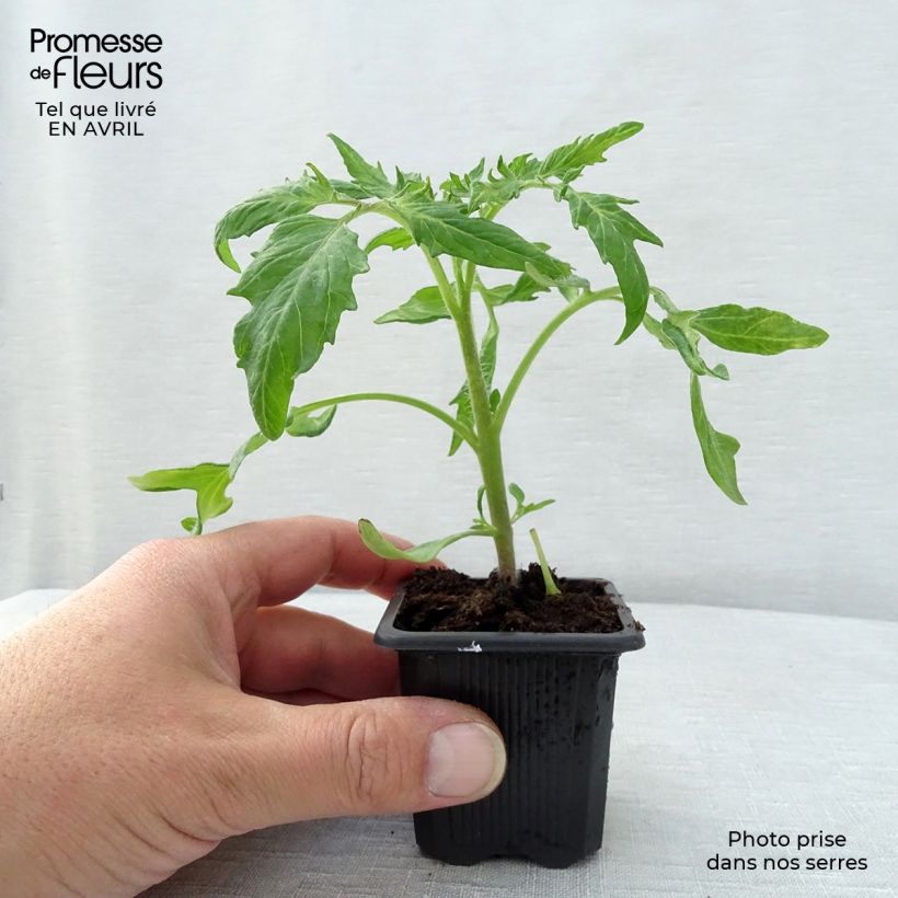 Pomodoro Saint-Pierre Vasetto da 7/8 cm esemplare consegnato in primavera
