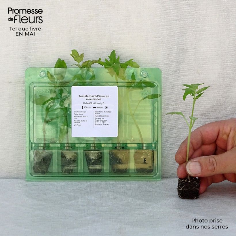 Pomodoro Saint-Pierre mini zolla... esemplare consegnato in primavera