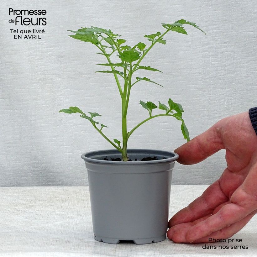 Pomodoro Santonio F1 Vasetto da 8/9 cm esemplare consegnato in primavera