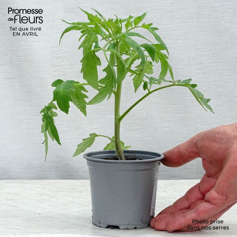 Pomodoro cuore di bue/Beefsteak Supersteak F1 Vasetto da 8/9 cm esemplare consegnato in primavera
