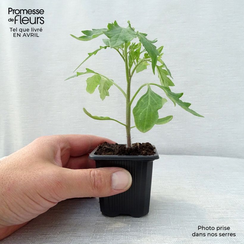 Pomodoro cuore di bue/Beefsteak Supersteak F1 (piante) Vasetto da 7/8 cm esemplare consegnato in primavera