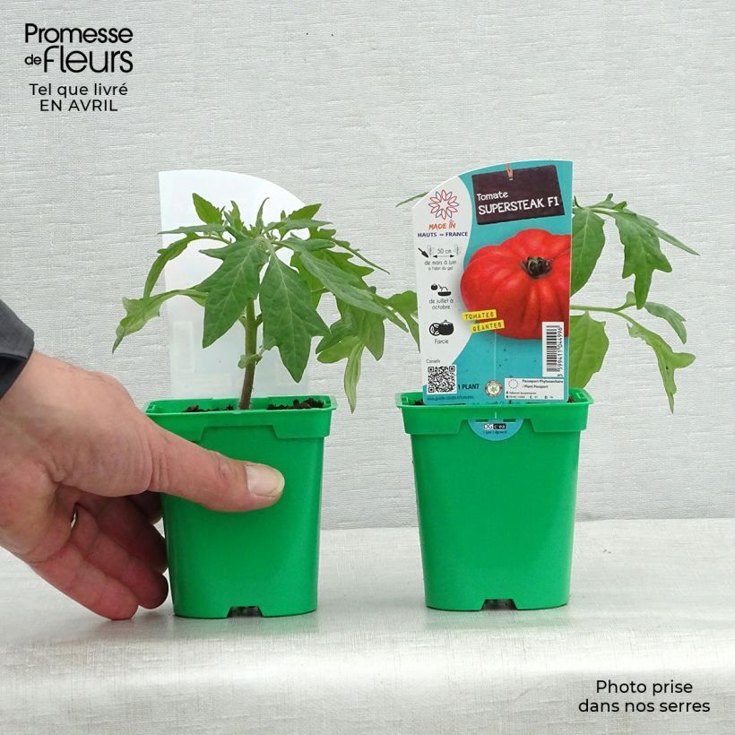 Pomodoro cuore di bue/Beefsteak Supersteak F1 (piante) Vaso da Ø 10 cm/11 cm esemplare consegnato in primavera
