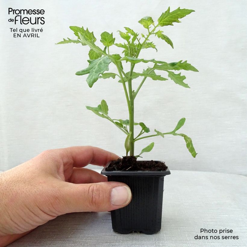 Pomodoro ciliegino/datterino Supersweet 100 (piante) Vasetto da 7/8 cm esemplare consegnato in primavera