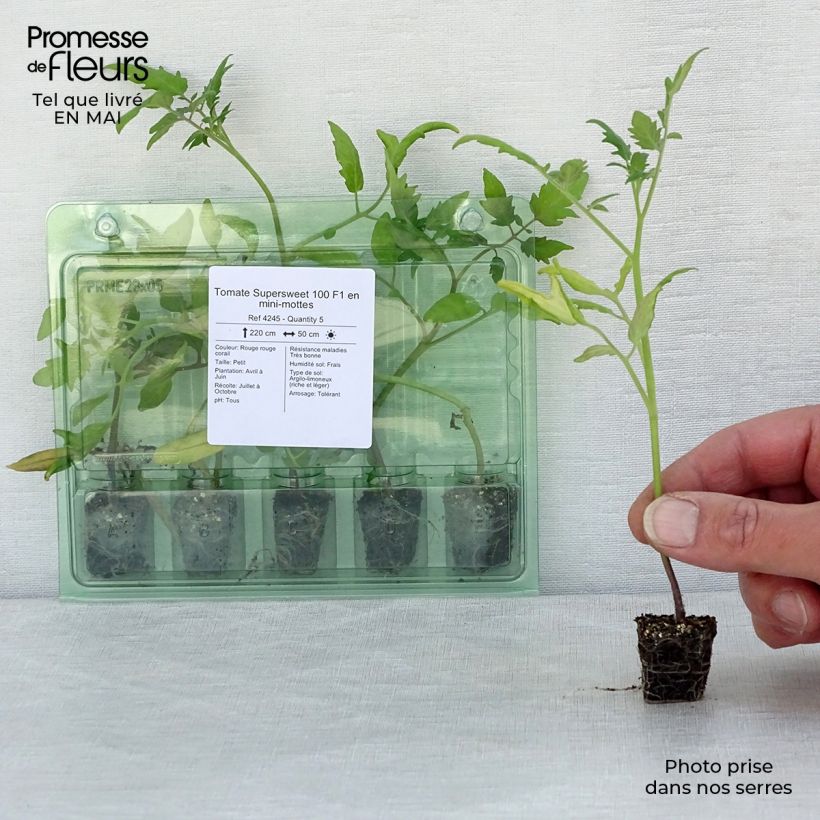 Pomodoro ciliegino/datterino Supersweet 100 (piante) mini zolla... esemplare consegnato in primavera