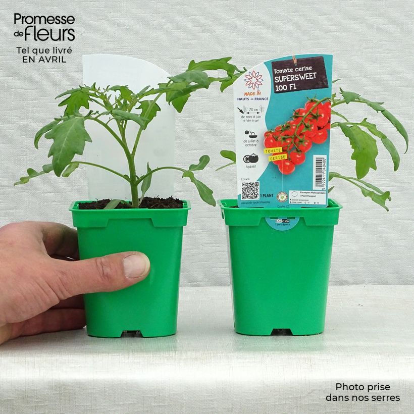 Pomodoro ciliegino/datterino Supersweet 100 (piante) Vaso da Ø 10 cm/11 cm esemplare consegnato in primavera