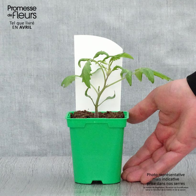 Pomodoro ciliegino/datterino Trilly (piante innestate) Vasetto da 8/9 cm esemplare consegnato in primavera