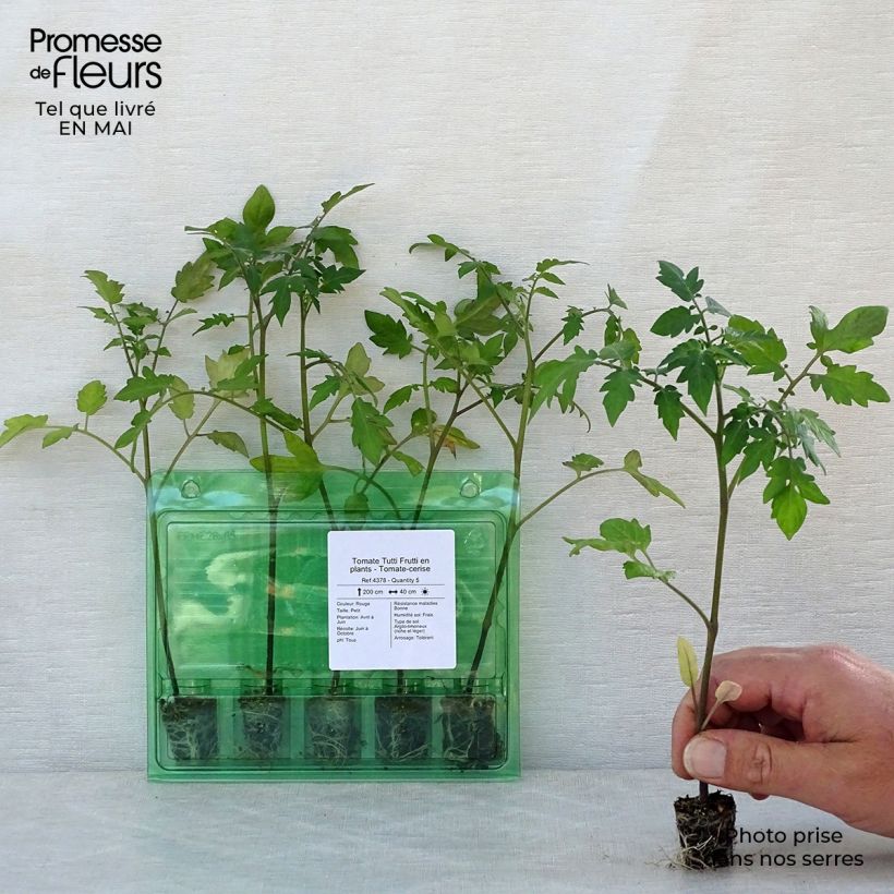 Pomodoro ciliegino/datterino Tutti Frutti mini zolla... esemplare consegnato in primavera