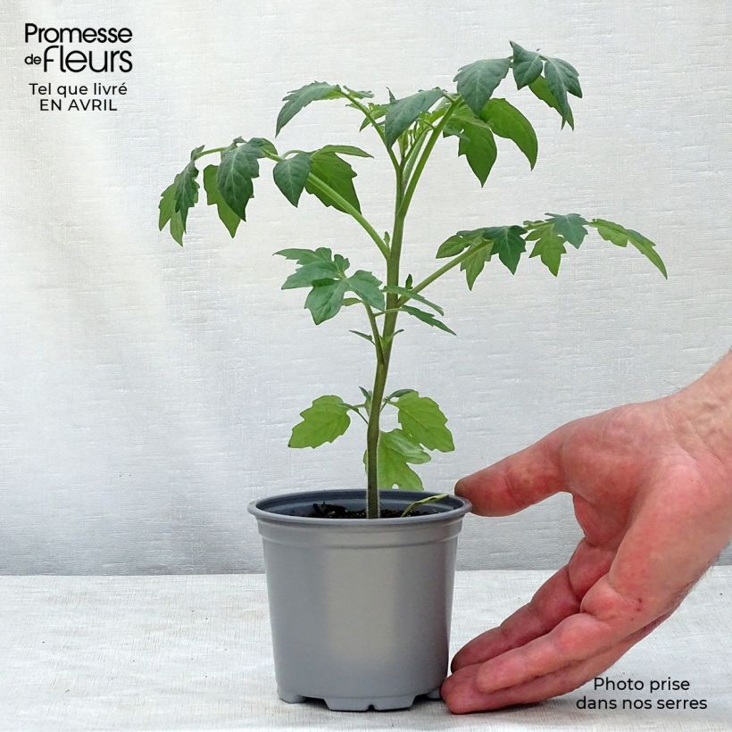 Pomodoro ciliegino/datterino Tutti Frutti Vasetto da 8/9 cm esemplare consegnato in primavera