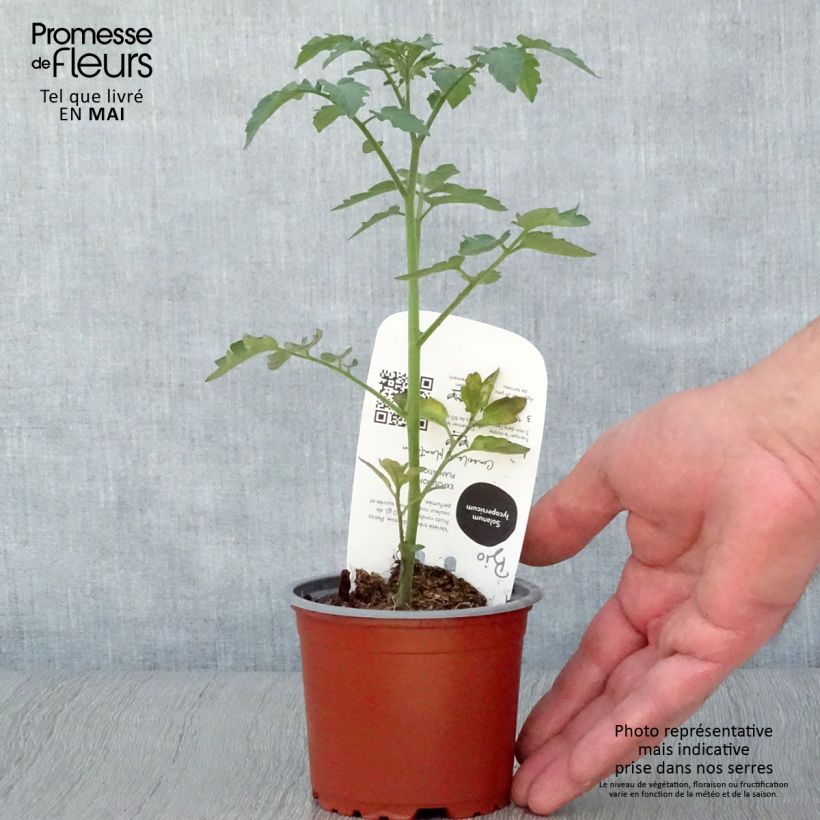 Pomodoro ciliegino/datterino Gusta Mini Red F1 Vaso da Ø 10 cm/11 cm esemplare consegnato in primavera
