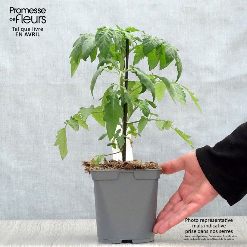 Pomodoro ciliegino/datterino Supersweet 100 (piante innestate) Vaso da 2L/3L esemplare consegnato in primavera