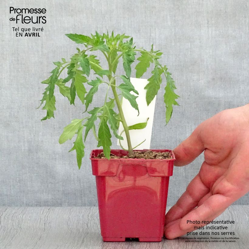 Pomodoro cuore di bue/Beefsteak Cuor di Bue Rosa (piante) Vaso da Ø 10 cm/11 cm esemplare consegnato in primavera