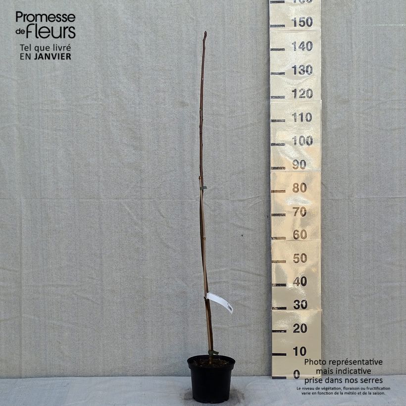 Toona sinensis Vaso da 3L/4L esemplare consegnato in inverno