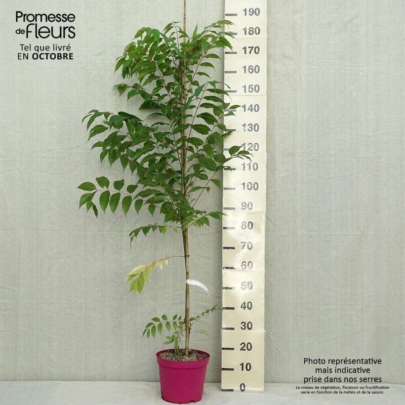 Esemplare di Toona sinensis Flamingo Vaso da 4L/5L come consegnato in autunno