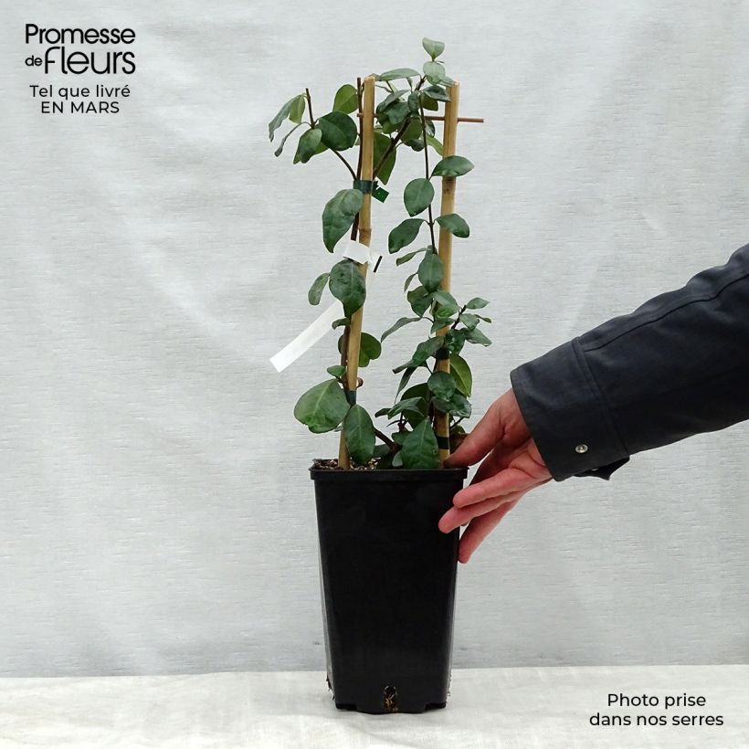Trachelospermum jasminoides Star of Toscane - Falso gelsomino Vaso da 2L/3LAltezza consegnata circa 60/80cm esemplare consegnato in primavera