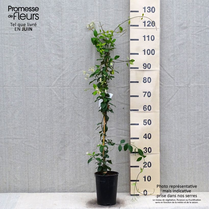 Esemplare di Trachelospermum jasminoides Star of Toscane - Falso gelsomino Vaso da 2L/3L consegnato in estate