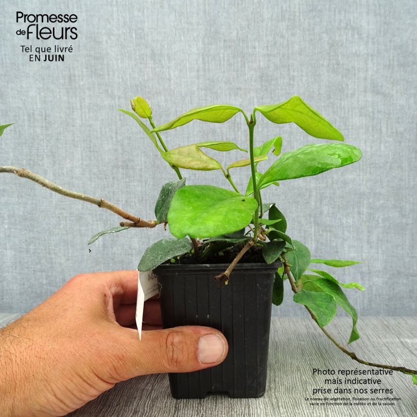 Esemplare di Trachelospermum asiaticum Chili & Vanilla Livano - Falso gelsomino asiatico Vasetto da 8/9 cm consegnato in estate