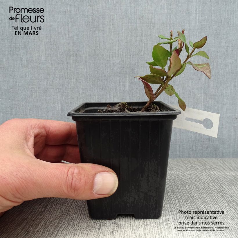 Trachelospermum asiaticum Chili & Vanilla Livano - Falso gelsomino asiatico Vasetto da 8/9 cm esemplare consegnato in primavera
