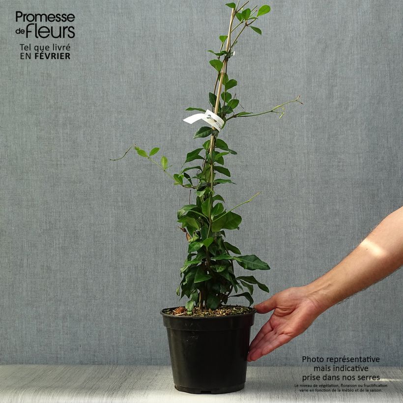 Esemplare di Trachelospermum asiaticum Chili & Vanilla Livano - Falso gelsomino asiatico Vaso da 3L/4L come consegnato in autunno