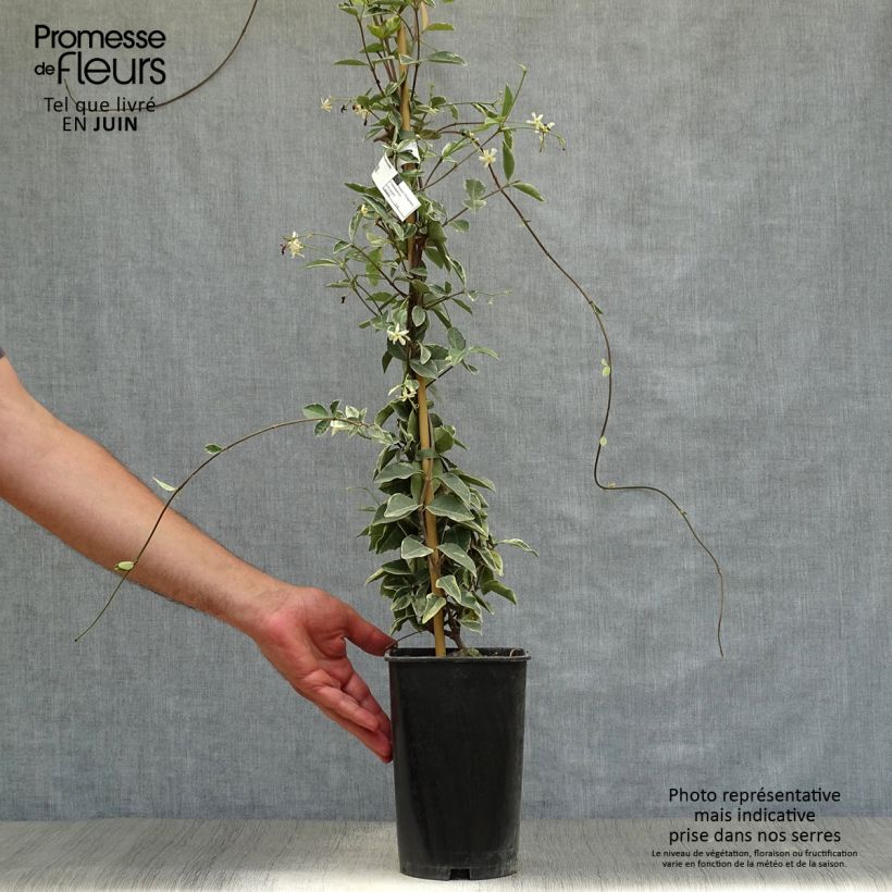 Esemplare di Trachelospermum jasminoides Variegatum - Falso gelsomino Vaso da 2L/3L consegnato in estate