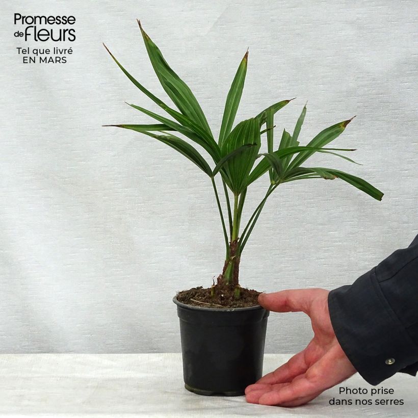 Trachycarpus latisectus Vaso da Ø 12 cm / 13 cm esemplare consegnato in primavera