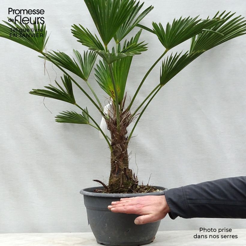 Trachycarpus wagnerianus Vaso da 6L/7L esemplare consegnato in inverno