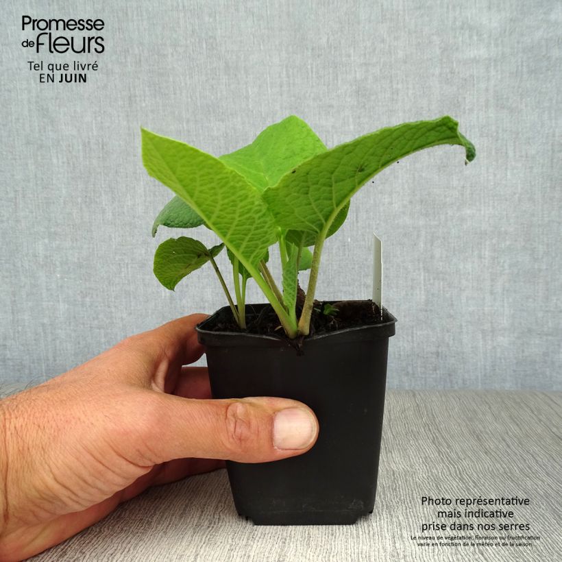 Esemplare di Trachystemon orientalis Vasetto da 8/9 cm consegnato in estate
