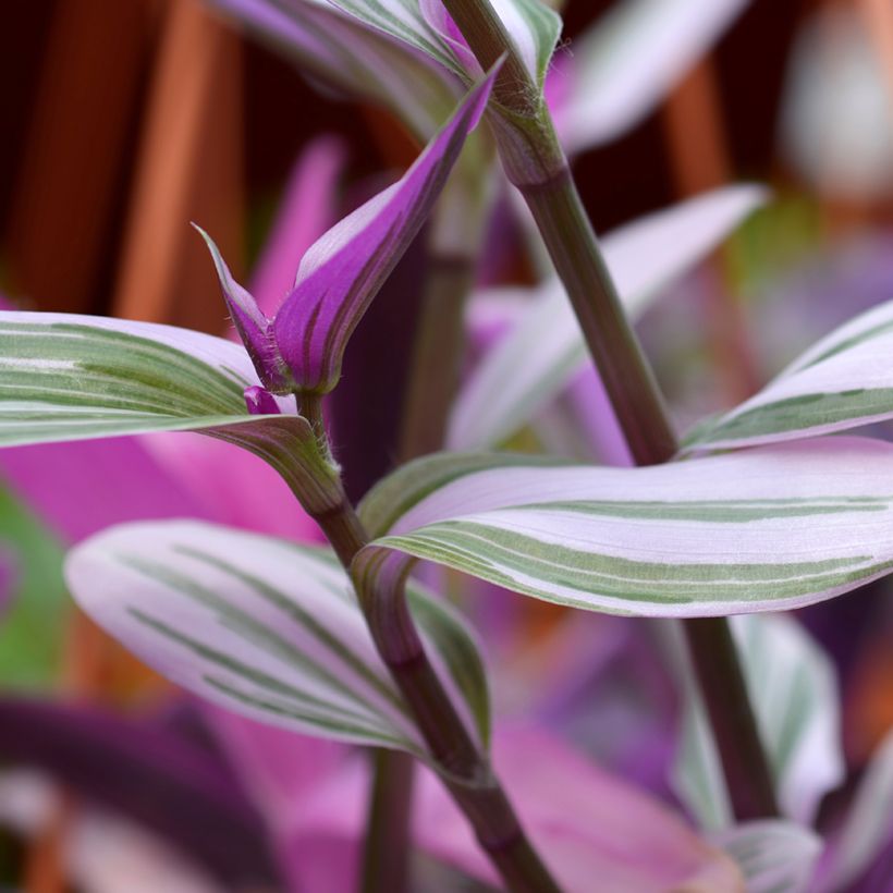 Tradescantia cerinthoides Sweetness - Pianta miseria (Fogliame)