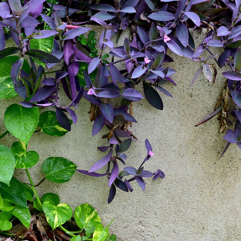 Tradescantia pallida Purple Heart - Pianta miseria (Porto)