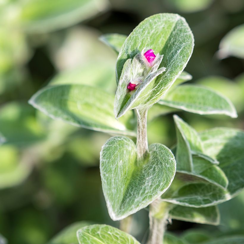 Tradescantia sillamontana - Pianta miseria (Fogliame)