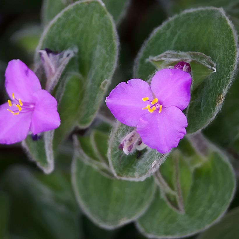 Tradescantia sillamontana - Pianta miseria (Fioritura)