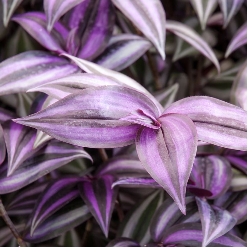 Tradescantia zebrina Purple Joy - Pianta miseria (Fogliame)