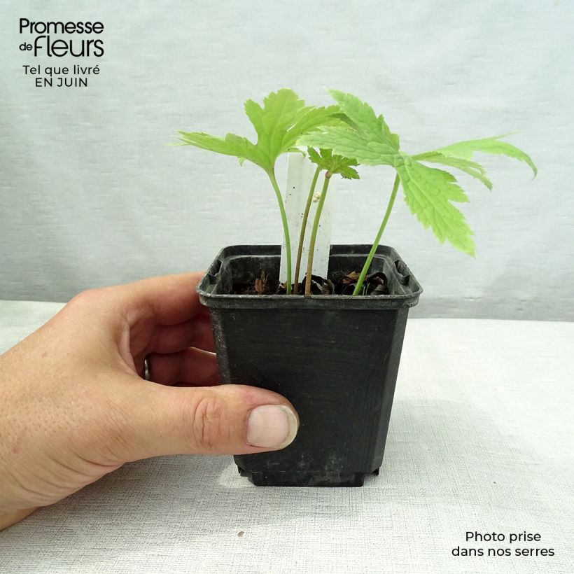 Esemplare di Trautvetteria caroliniensis Vasetto da 8/9 cm consegnato in estate