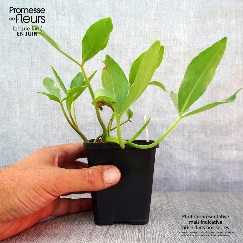 Esemplare di Menyanthes trifoliata - Trifoglio fibrino Vasetto da 8/9 cm consegnato in estate
