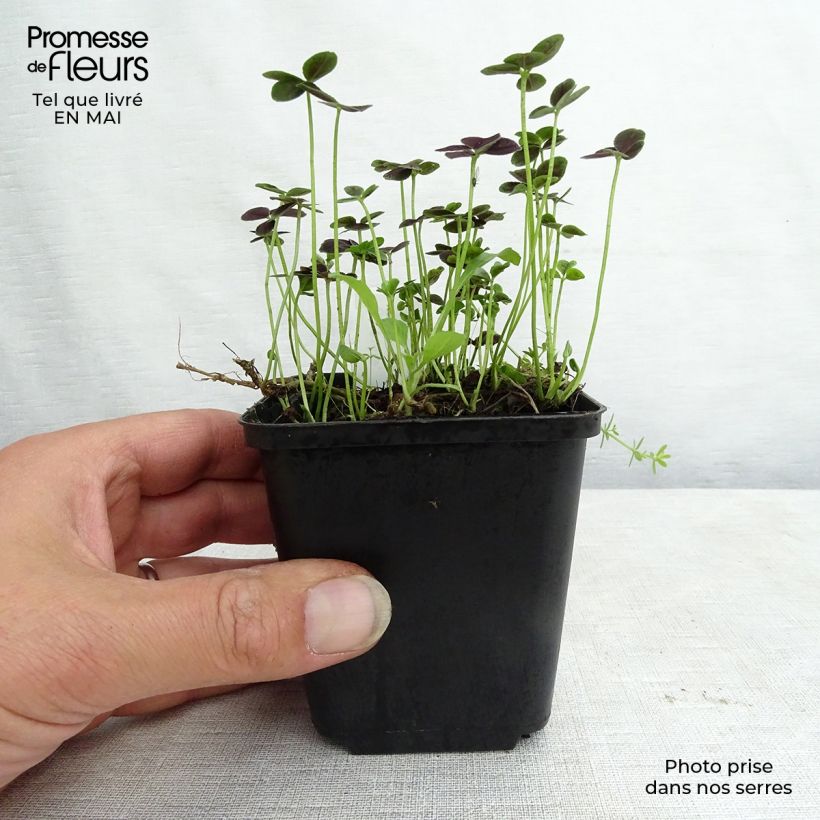 Trifolium repens Pentaphyllum - Trifoglio ladino Vasetto da 8/9 cm esemplare consegnato in primavera