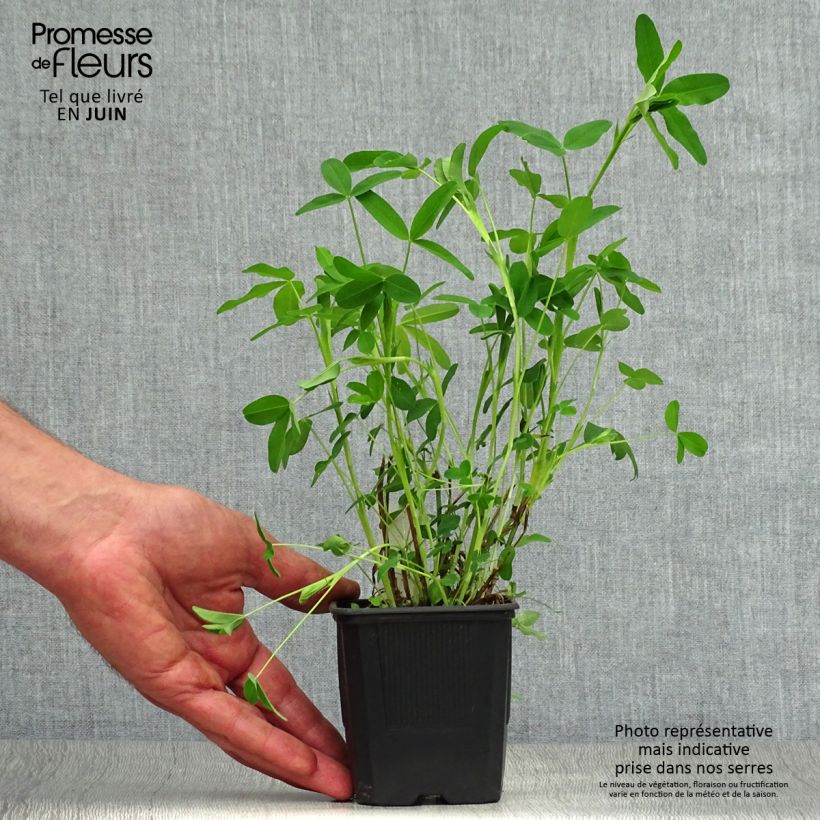 Esemplare di Trifolium rubens - Trifoglio rosseggiante Vasetto da 8/9 cm consegnato in estate