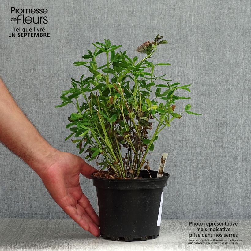 Esemplare di Trifolium rubens - Trifoglio rosseggiante Vaso da 2L/3L consegnato in estate