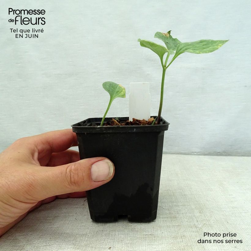 Esemplare di Trillium recurvatum Vasetto da 8/9 cm consegnato in estate