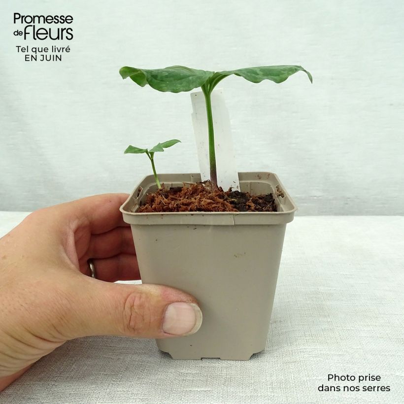 Esemplare di Trillium sessile Vasetto da 8/9 cm consegnato in estate