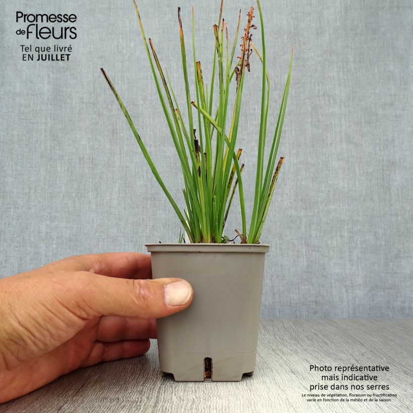 Esemplare di Kniphofia uvaria Orange Vanilla Popsicle - Giglio della torcia Vasetto da 8/9 cm consegnato in estate