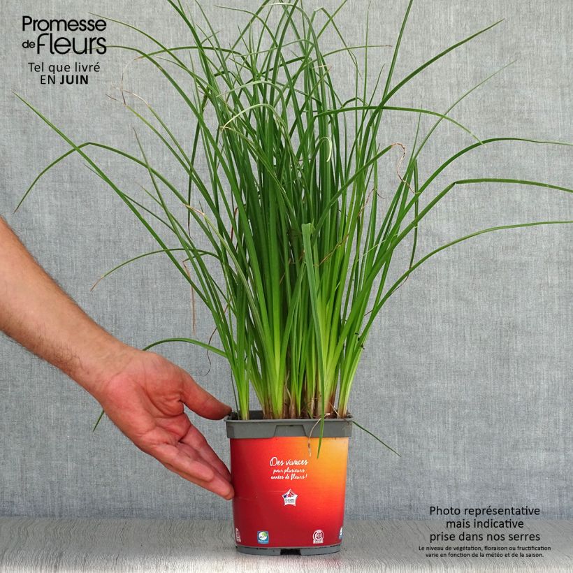 Esemplare di Kniphofia Papaya Popsicle - Giglio della torcia Vaso da 2L/3L consegnato in estate