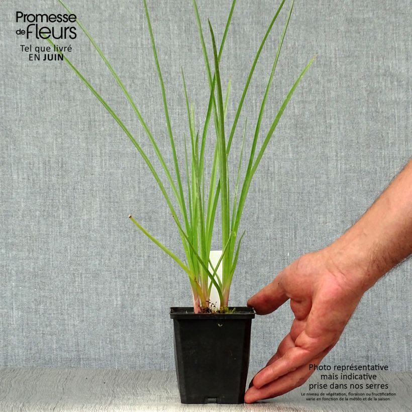 Esemplare di Kniphofia Royal Standard - Giglio della torcia Vasetto da 8/9 cm consegnato in estate