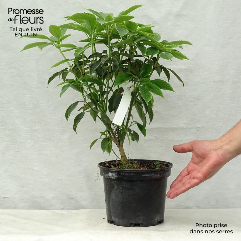 Esemplare di Trochodendron aralioides Vaso da 4L/5L consegnato in estate
