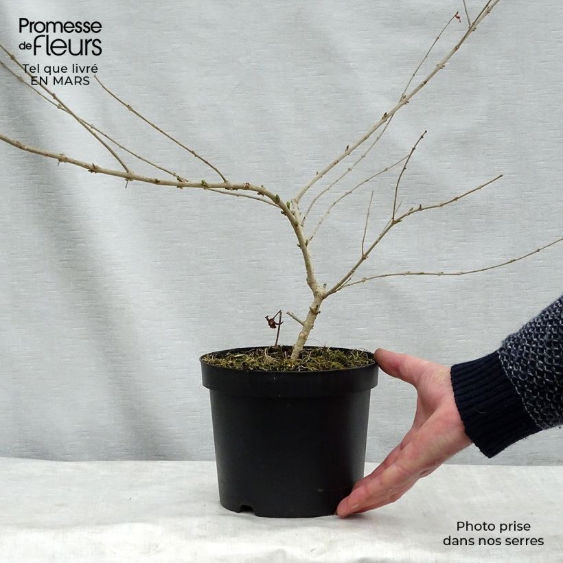 Ligustrum obtusifolium Ilvomassi Massif - Ligustro Vaso da 2L/3L esemplare consegnato in primavera