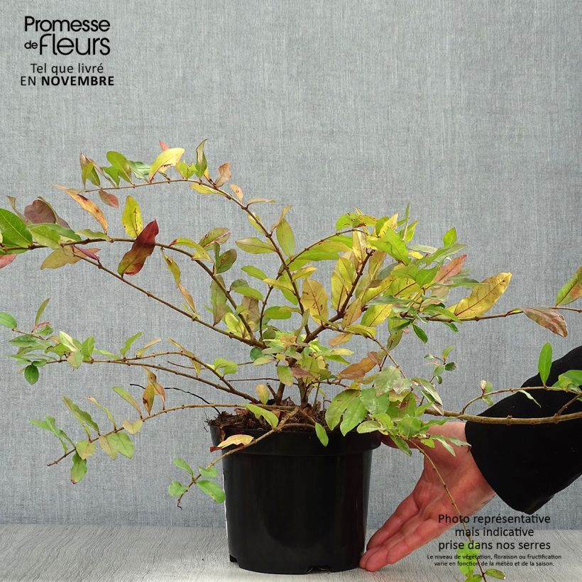 Esemplare di Ligustrum obtusifolium Ilvomassi Massif - Ligustro Vaso da 2L/3L come consegnato in autunno