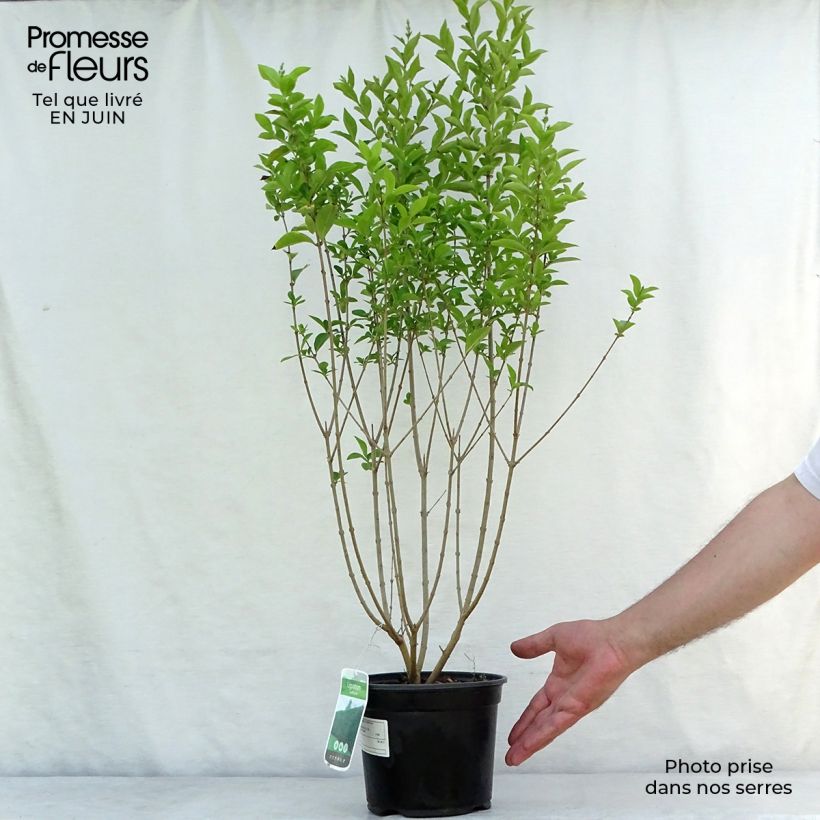 Esemplare di Ligustrum ovalifolium - Ligustro a foglie ovali Vaso da 2L/3L consegnato in estate