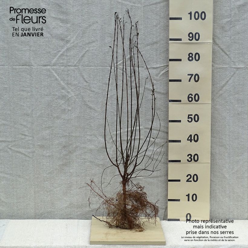 Ligustrum vulgare Atrovirens - Ligustro Piante piccole a radice nuda esemplare consegnato in inverno